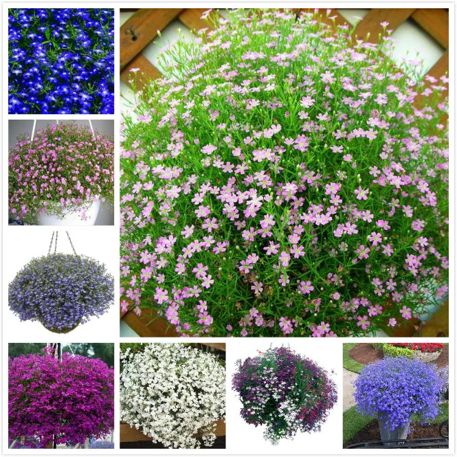 200 Lobelia trailing flower Seeds the economical choice for mass garden