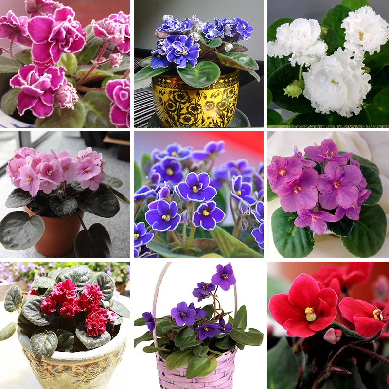 Hot Sale Variety Colors Violet Seeds Garden Plants(Red Blue Purple