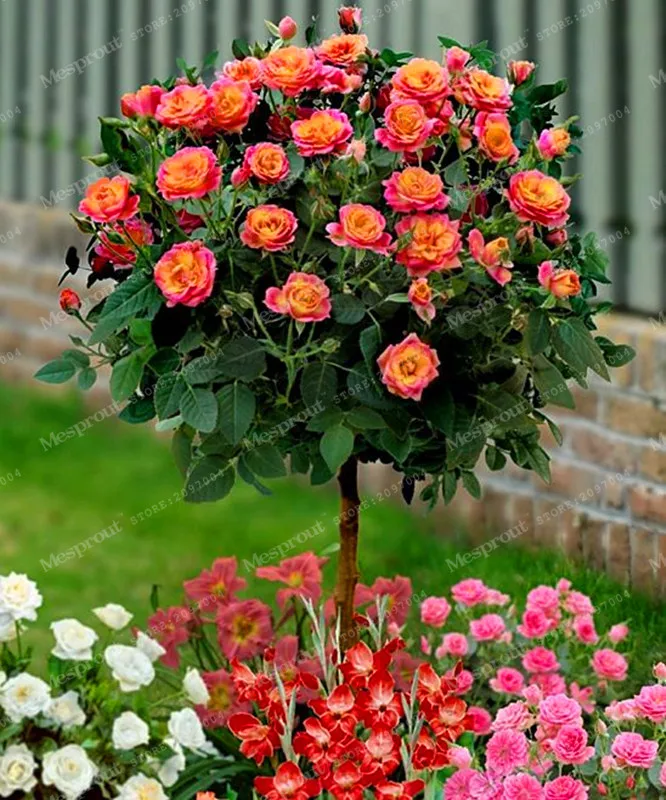 

100pcs Rose Tree Aromatic Pleasant-Smelling Fragrant Bonsai Tree Flower Bonsai Rose Tree Plant Potted For Home Garden