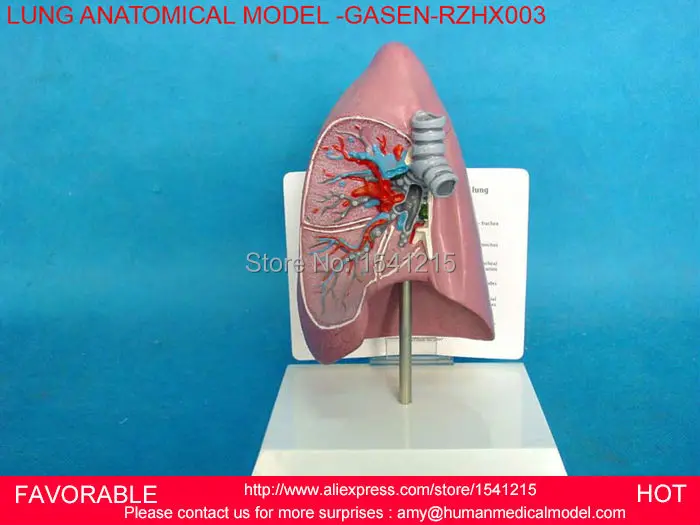 

PATHOLOGY LUNG MODEL, DEPARTMENT OF INTERNAL MEDICINE MODEL,PULMONARY ANATOMY,RESPIRATORY SYSTEM MODEL,LUNGS MODEL-GASEN-RZHX003