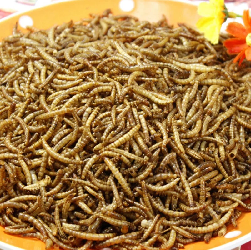 Сушеные Mealworms Ячменное насекомое живой желтый порошок пекарь тропический Thrushcross Ежик дворец скалолазание корм для домашних животных