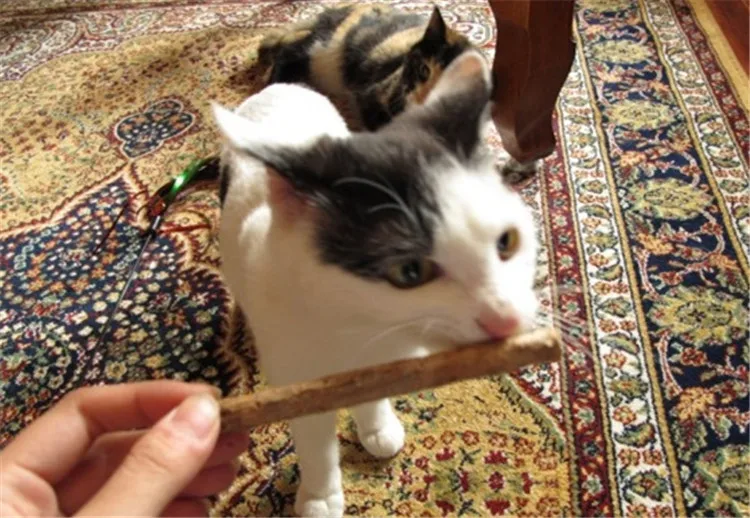 10pcs Cat Stick Matatabi Japan Catnip Japanese Twig Silvervine Actinidia Polygama Silver Vine