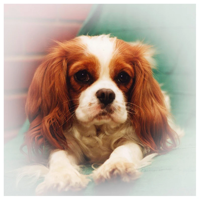 Cavalier King Charles Spaniel 5D Diy Diamante Praça Cheia Bordado Mosaico Pintura Ponto Cruz Kits Home Decor | Дом и сад