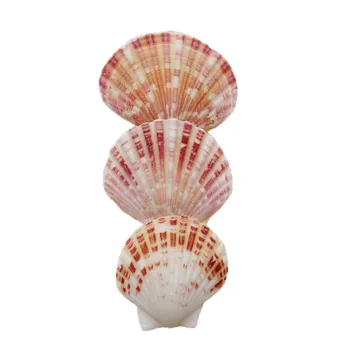 

50pcs Sea Shells Nature High-quality Shells Seashells Crafts Conch for DIY Project Fish Tank Home Decor Vase Fille
