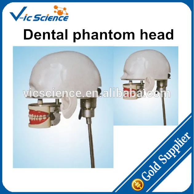 Dental phantom head,dental phantom,phantomin Educational Equipment