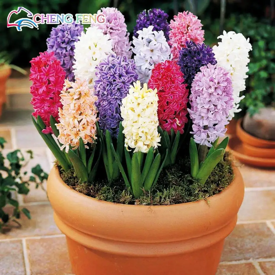 

2016 100pcs New Hyacinthus plants Mixing Different Varieties Hyacinth Bonsai Balcony Flower plants For Home Garden Free Shipping