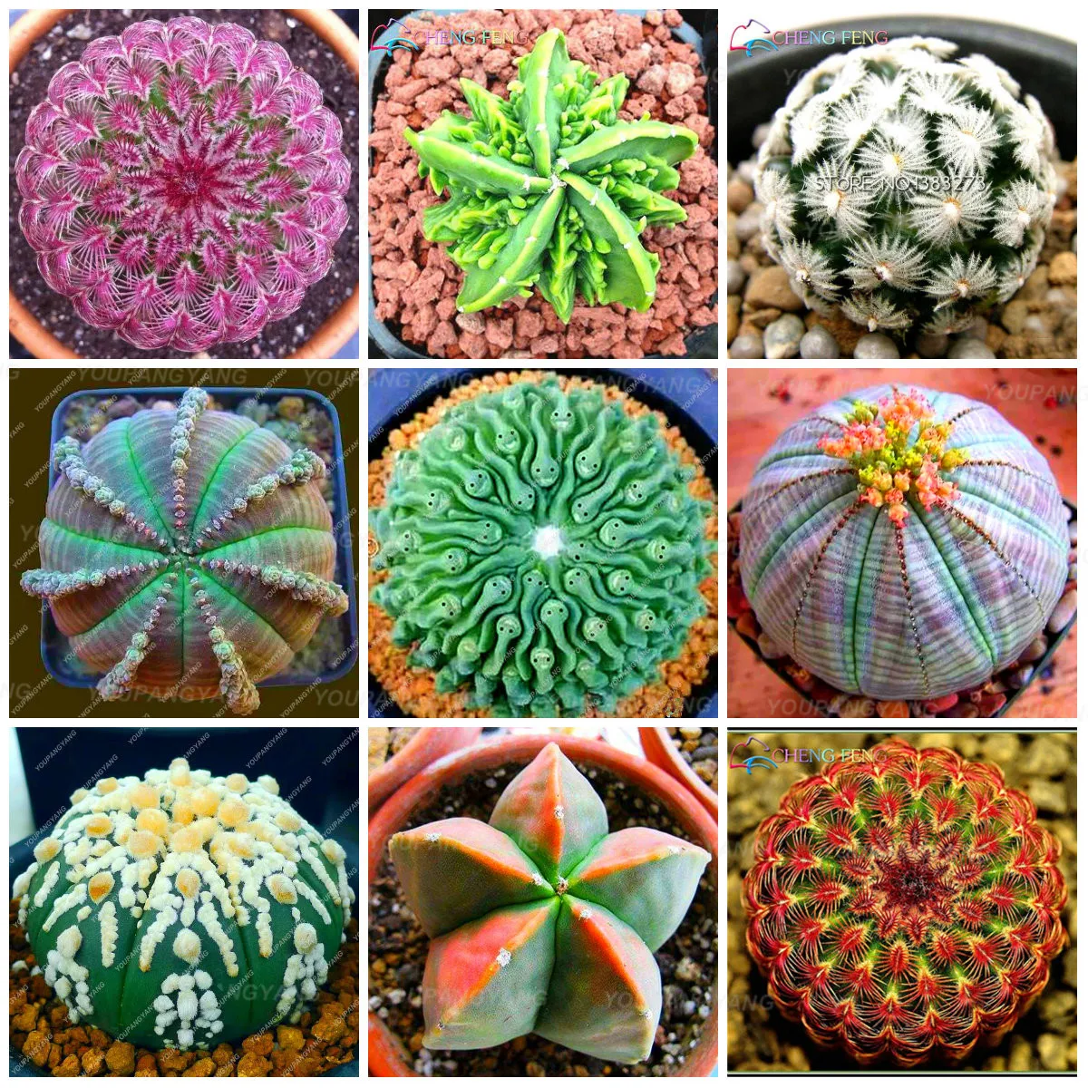 200 шт редкий микс суккулентов камень цветок литопс бонсай дерево Крытый lophophora plantas para jardin для украшения сада 200 шт редкий микс суккулентов камень цветок литопс бонсай дерево Крытый lophophora plantas para jardin для украшения сада