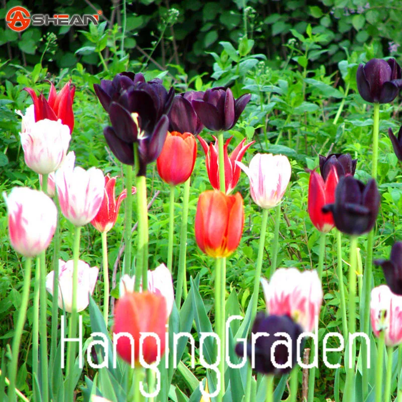 Большая распродажа, тюльпан бонсай, тюльпан цветы, Красивый тюльпан 19 сортов можно выбрать-100 сад,# I74RL9