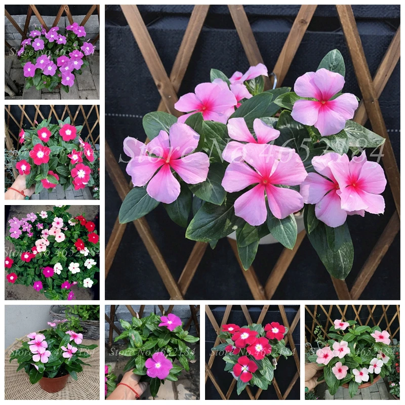 

100 Pcs Exotic Periwinkle Bonsai Flower Mix Vinca Cover Behind House Jardin Blooming Flower Bonsai Light Up Your Personal Garden