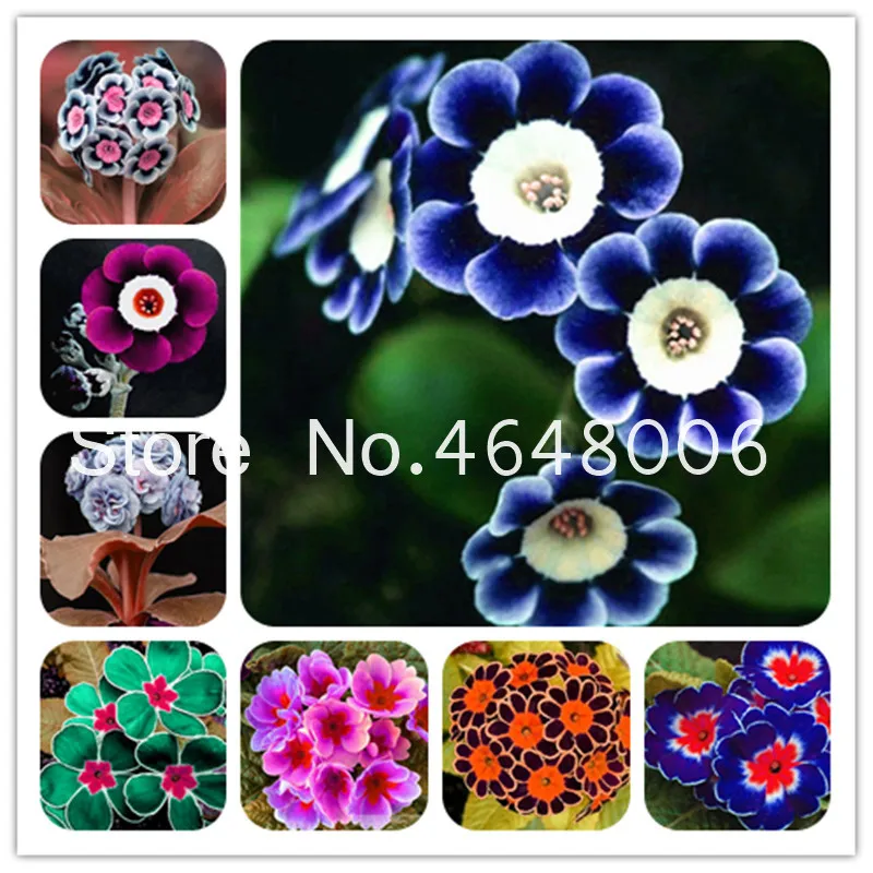 

100 Pcs Rainbow Evening Primrose Europe Primula Malacoides Bonsai Mix Color Bonsai Flower For Home Garden Supples Gift For Wife