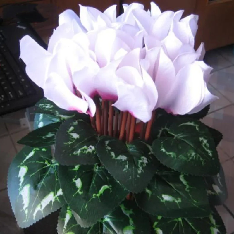 

White Cyclamen Flower Flowering Plants Indoor Balcony Bonsai 100 Particles / lot