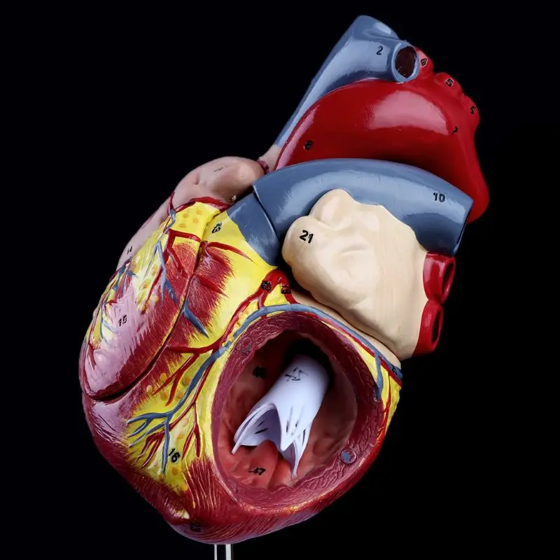 Разобранная анатомическая модель сердца человека анатомия медицинская вязка органов медицинский обучающий инструмент