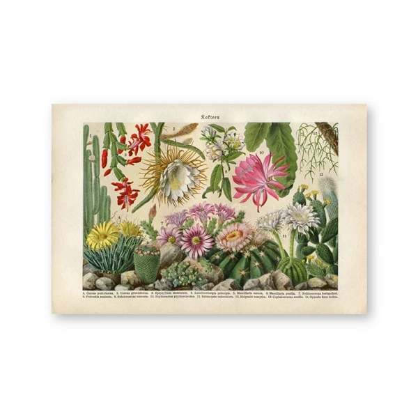 Цветы кактуса пустыни суккуленты растений плакаты и принты ботанический настенный художественный холст живопись образовательные настенные картины для декора - Цвет: PH5288