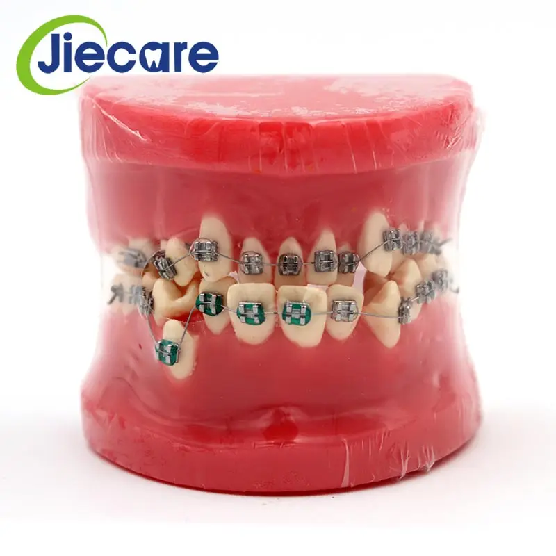 

1 PC Dental Red Teeth Model Dental Model Orthodontic Correction Ceramic Bracket Model Ornament For Teaching Dental Materials