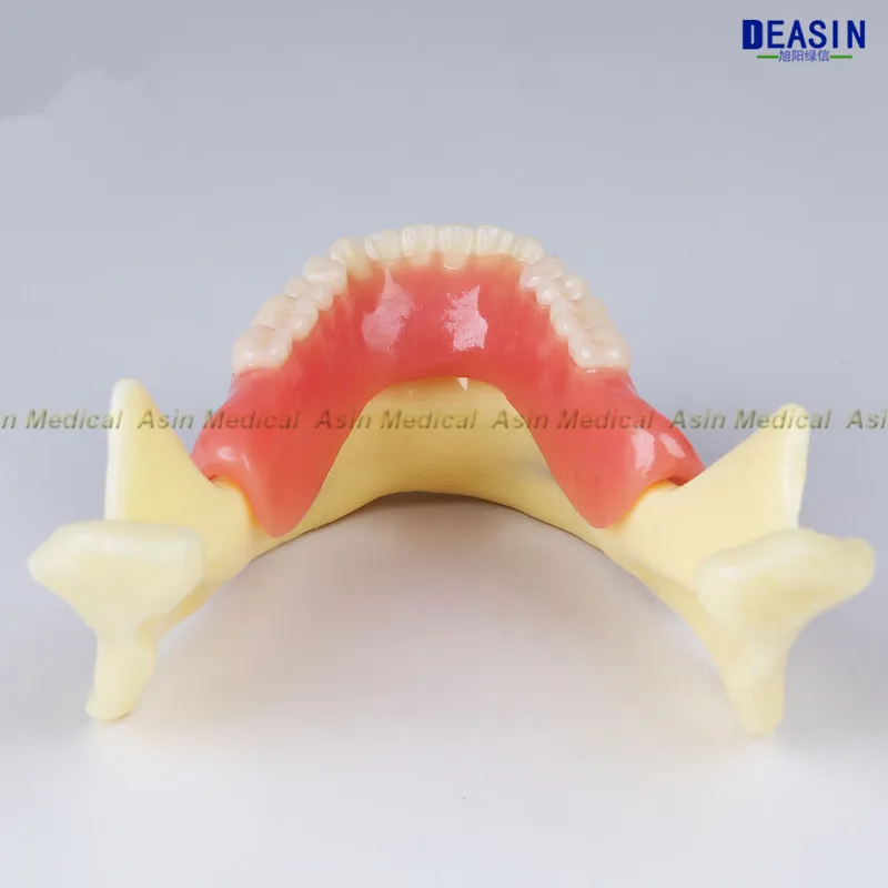 Высокое качество Смола Покрытие мандибулярных зубных протезов модель мандибль пояс модель нерва дисплей зубные протезы съемные зубы модель