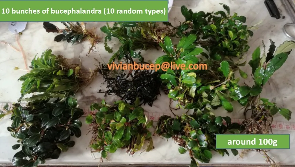 100 г Bucephalandra Sp., живые водные растения, редкие водные растения, экспресс