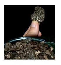 50g Yunnan wild black truffle dried truffle pig arch wild fungus hot sale