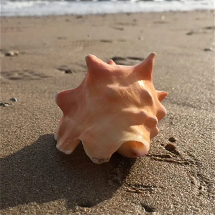 Lobatus gigas3