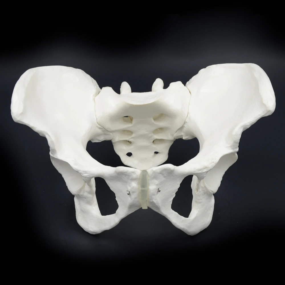 Модель таза 1:1 для женщин модель Ilium Ischium Pubis медицинская костного скелета