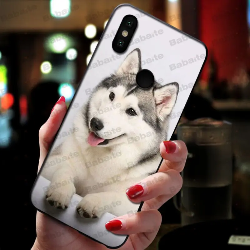 Animal Husky cute Puppy Dog