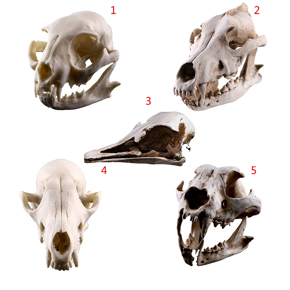Смоляная модель черепа для животных, собак, кошек, волков, обучающая модель скелета, модель аквариума, украшение для аквариума, домашние украшения для Хэллоуина, ремесло