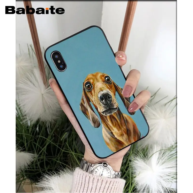 Dachshund dog