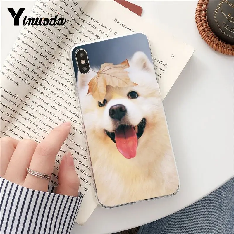 Dog Pomeranian