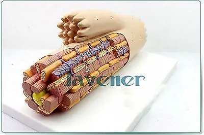 

Magnify Human Anatomical Anatomy Smooth Muscle Medical Model