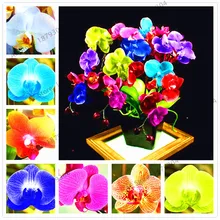 100 шт, фаленопсис Флорес редкая Орхидея плантас Бонсай Балкон цветок бабочка Орхидея домашний сад бонсай цветочные горшки кашпо