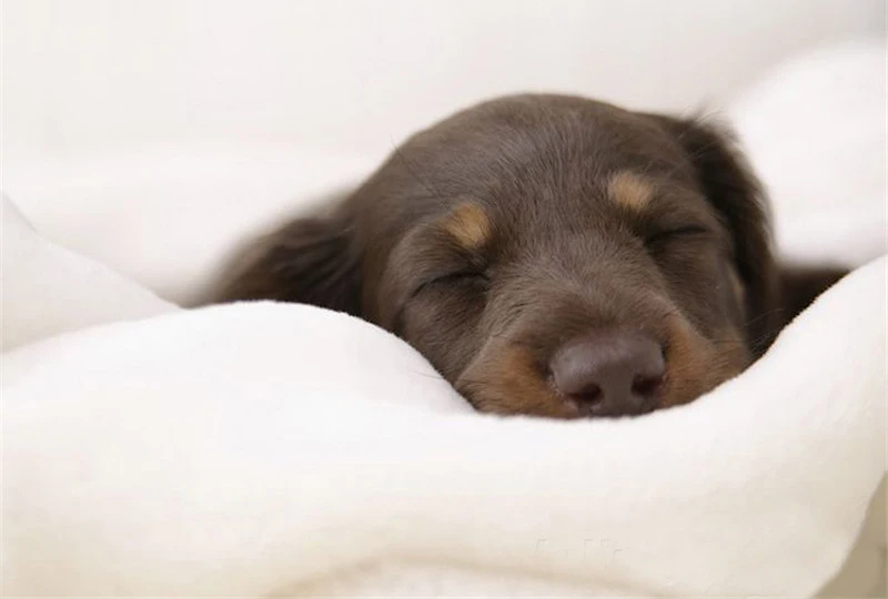 Pet BEDS08