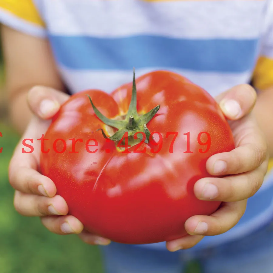 200 pcs Big Beef Hybrid Tomato Seeds giant tomato vegetable and fruit seeds for home garden NO-GMO buy-direct-from-china