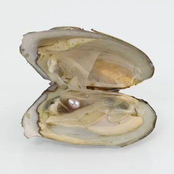 

Purple Party Oysters 20pcs/lot 7-8mm Freshwater rice Pearls Oyster Vacuum packed Accessories Birthday Gifts for women FO027