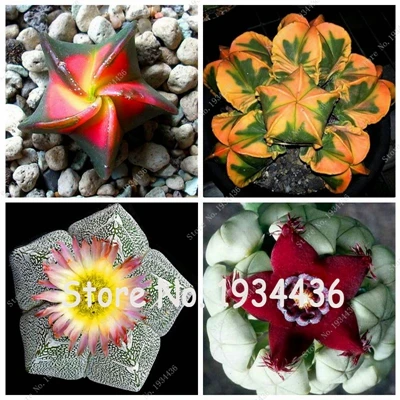 

New Fresh 100 pcs / Pack Cactus Rebutia Variety Flowering Color Cacti Rare Cactus Office Mini Plant Succulent for Flower Pot
