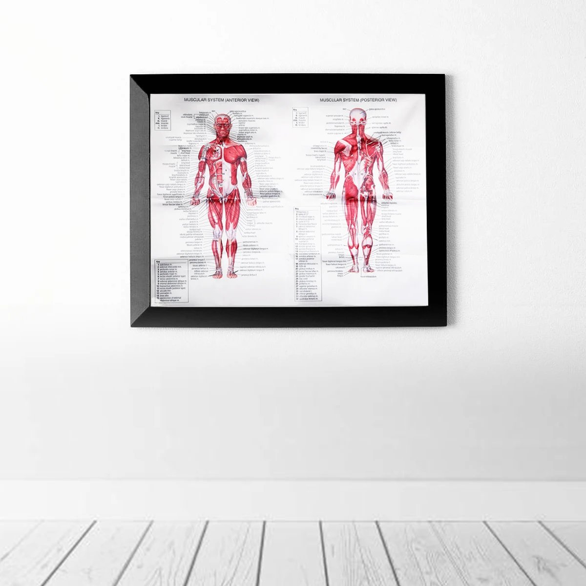 Human Anatomy Muscles System Art Poster Body Educational Chart Printed Picture for Medical Classroom Study Decor