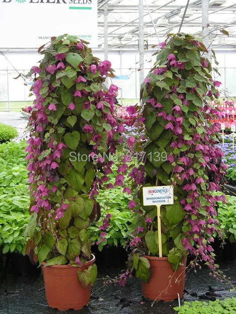 New Home Garden Plant 5 Seeds Rhodochiton Atrosanguineus Purple Bell New Home Garden Plant 10 Seeds Fresh Dwarf Ylang Desmos Chinensis Free Shipping
