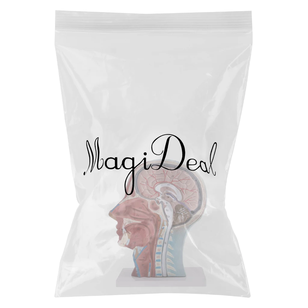 1:1 Human Head & Neck Superficial Muscle Nerve Anatomical Medicine Anatomical Model Kits Median Section Learning School Supplies