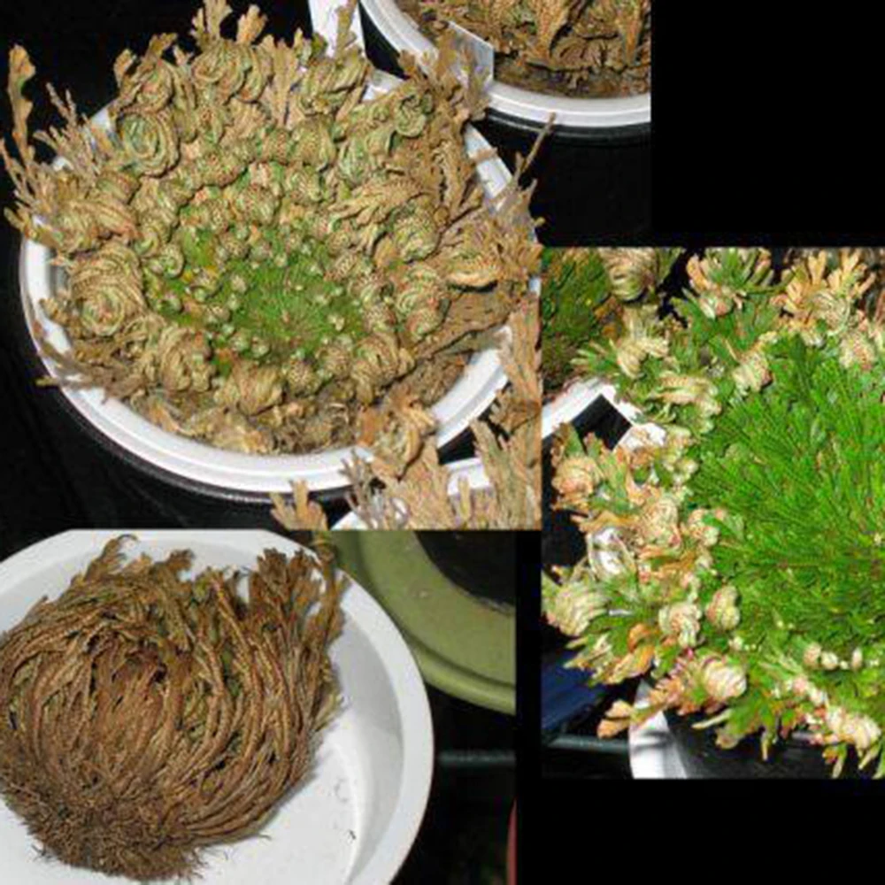 

ZLKING 2019 New Interesting Resurrection Plant Rose of Jericho Dinosaur Plant Air Fern Selaginella Moss 1Pcs