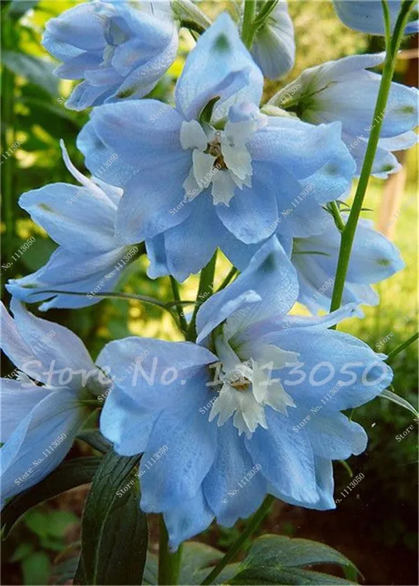Beautiful, beautiful delphiniums