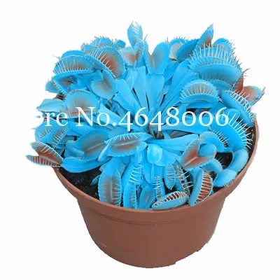 300 Pcs Striped Nepenthes Bonsai, Eating Mosquito Enchantress Carnivorous Plants Tropical Pitcher Catch Insect Garden Flower Pot