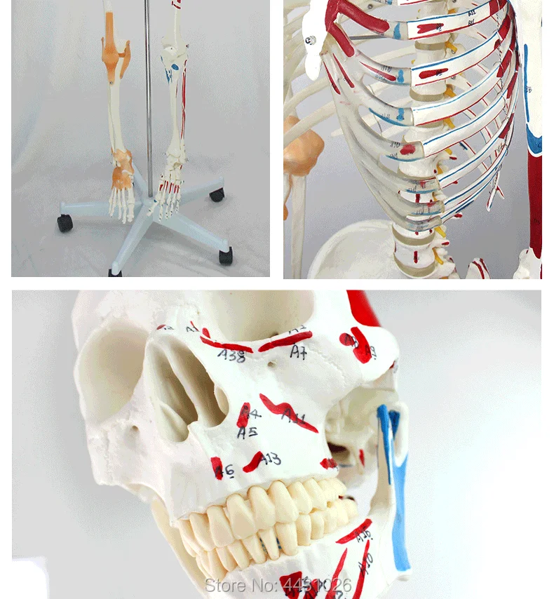 ENOVO медицинский 170 см человек. Скелет модель опорно-двигательного аппарата анатомический отдел позвоночника ортопедические учебные средства