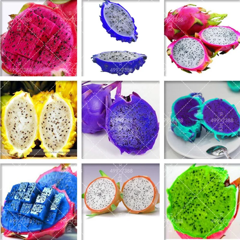 

500 pcs New Pitaya Fruit Bonsai Perennial Plants Non-Gmo Fruit Tree Anti-Aging Dragon Fruit Bonsai Diy Home & Garden (Mix color)