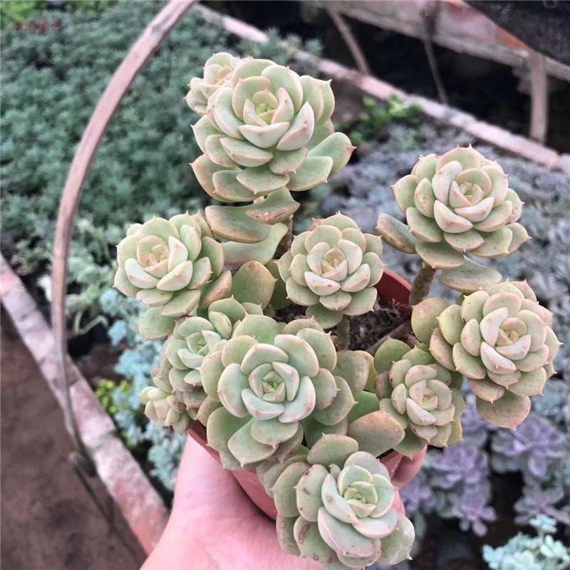 

A cluster of live succulent "Echeveria "Nicksana" variegated" Succulent Cuttings Different live plants real plant FREE SHIPPING