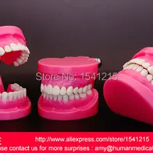 Стоматологическая модель зубов для взрослых, функциональные edentubly модели-, Стоматологическая модель, стандартная цветная Стоматологическая MODEL-GASEN-DEN040