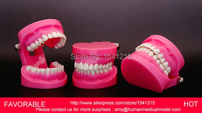 

ADULT DENTAL TEETH MODEL,FUNCTIONAL EDENTULOUS MODELS-, DENTAL MODEL ,STANDARD COLOR DENTITION DENTAL MODEL-GASEN-DEN040
