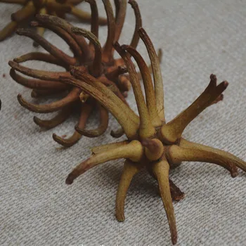 

Octopus dried flower a set to photograph props DIY materials weird plants Free Shipping