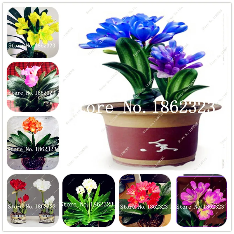 

Free Shipping 100 pcs Real Clivia Bonsai kefir lily flower decorative garden flowers bonsai plant for home garden Easy to grow