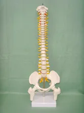 45 cm Modelo Crânio Humano Esqueleto Anatômico Anatomia Óssea Da Coluna Coluna Vertebral Humana Modelo de Formação Médica esqueleto Humano Anatomia Modelo