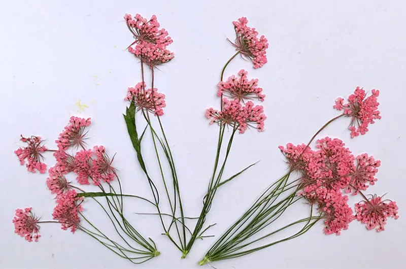 Пучки кружевных цветов на стеблях, сушеные цветы, настоящие растения для детских образцов, головоломка 120, пучки - Цвет: Pink