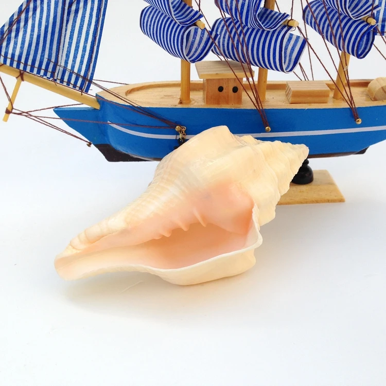 

Australia Guanyin conchas shells natural craft creative cowrie shells gift nautical home decor