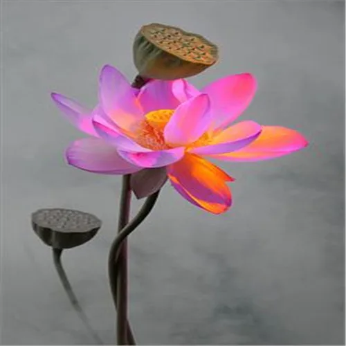 Hot Sale 5 Pcs/Pack Bowl lotus Bonsai Hydroponic Plants Aquatic Plants FlowerPot Lotus Water Lily plant Bonsai Garden